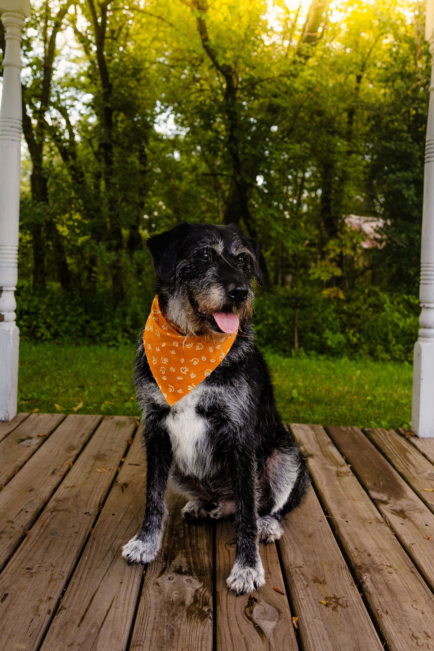 Black and gray dog wearing an orange bandana sits on a wooden porch with green trees in the background.