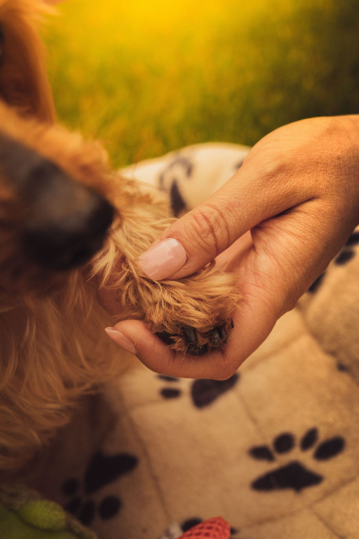 A person gently holds a small dog's paw in their hand on a paw-print blanket outdoors.