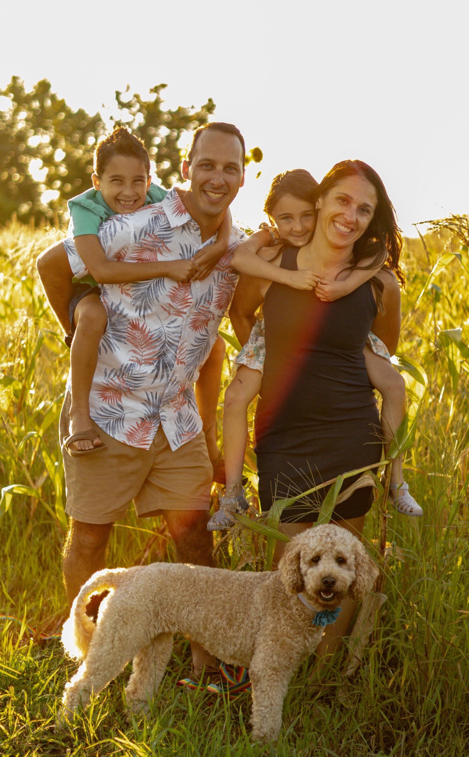 Family plays with their goldendoodle dog in golden sunset cornfield.