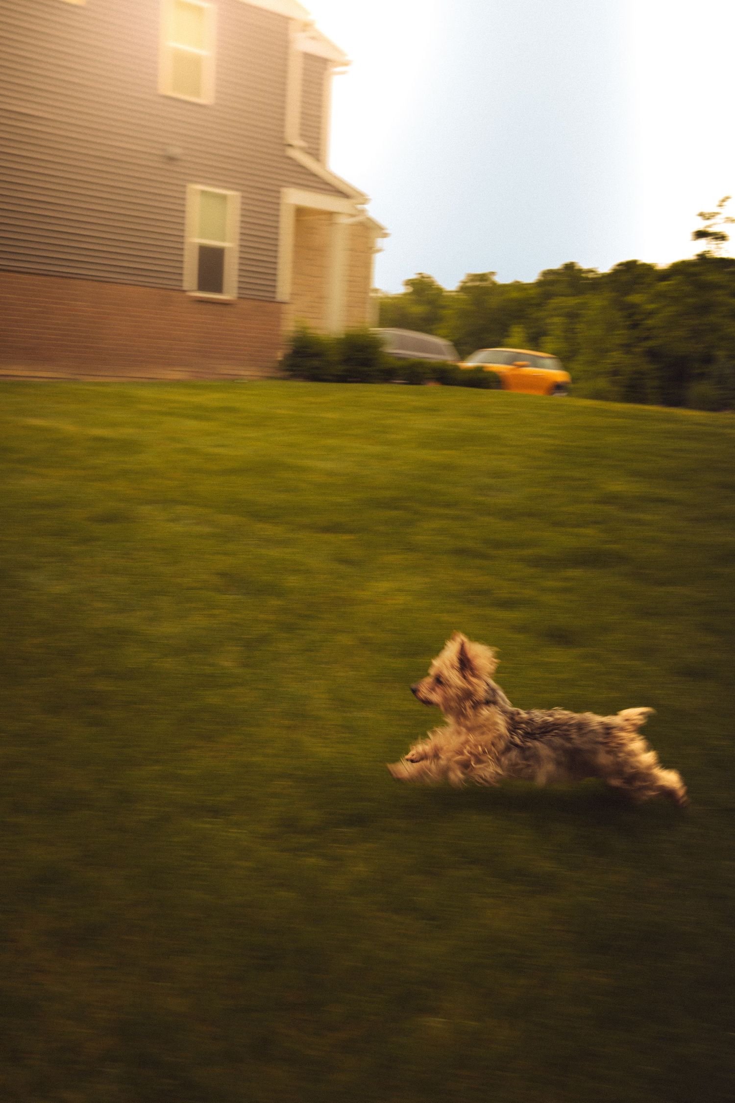 A small terrier dog running energetically across a lush green lawn beside a two-story brick house at dusk.
