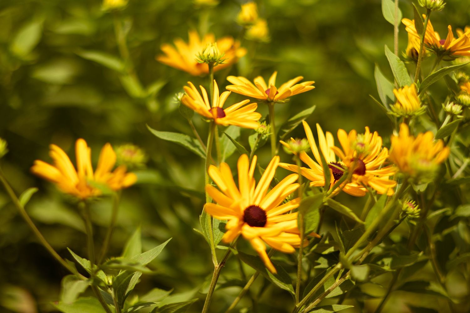 Yellow daisies catching sunlight in a summer garden.