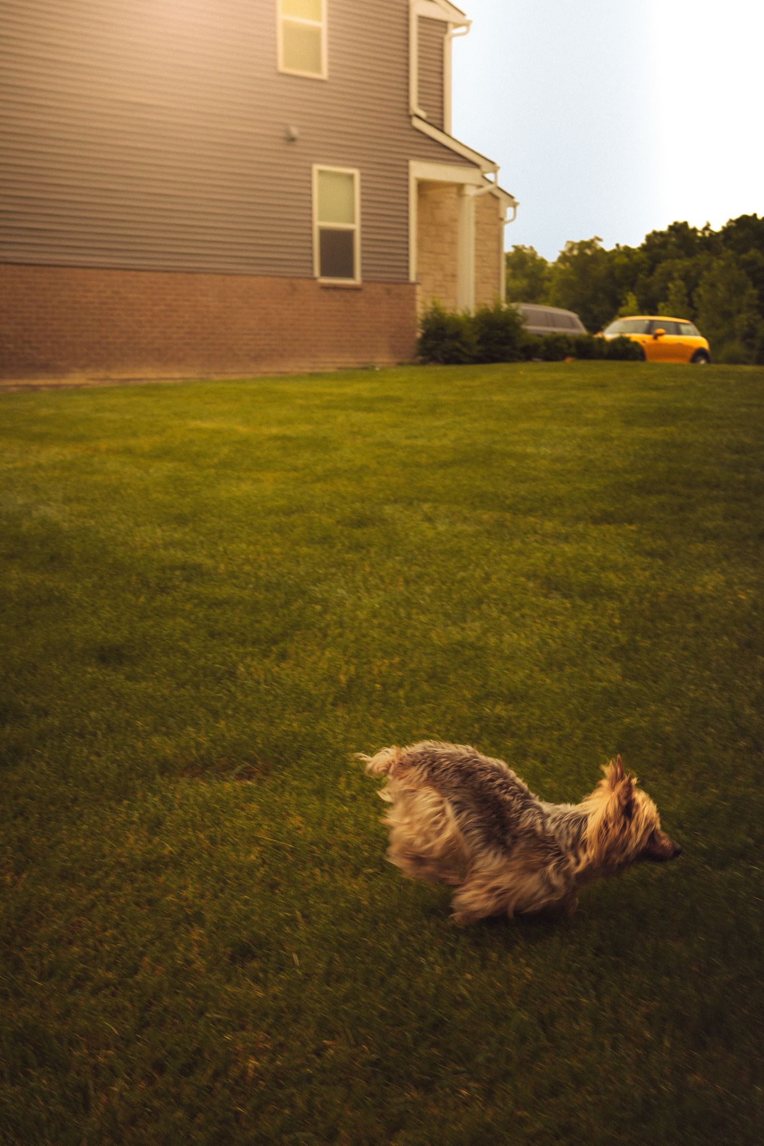 A fluffy dog runs across a lush green lawn beside a brick house with a yellow car parked in the background.