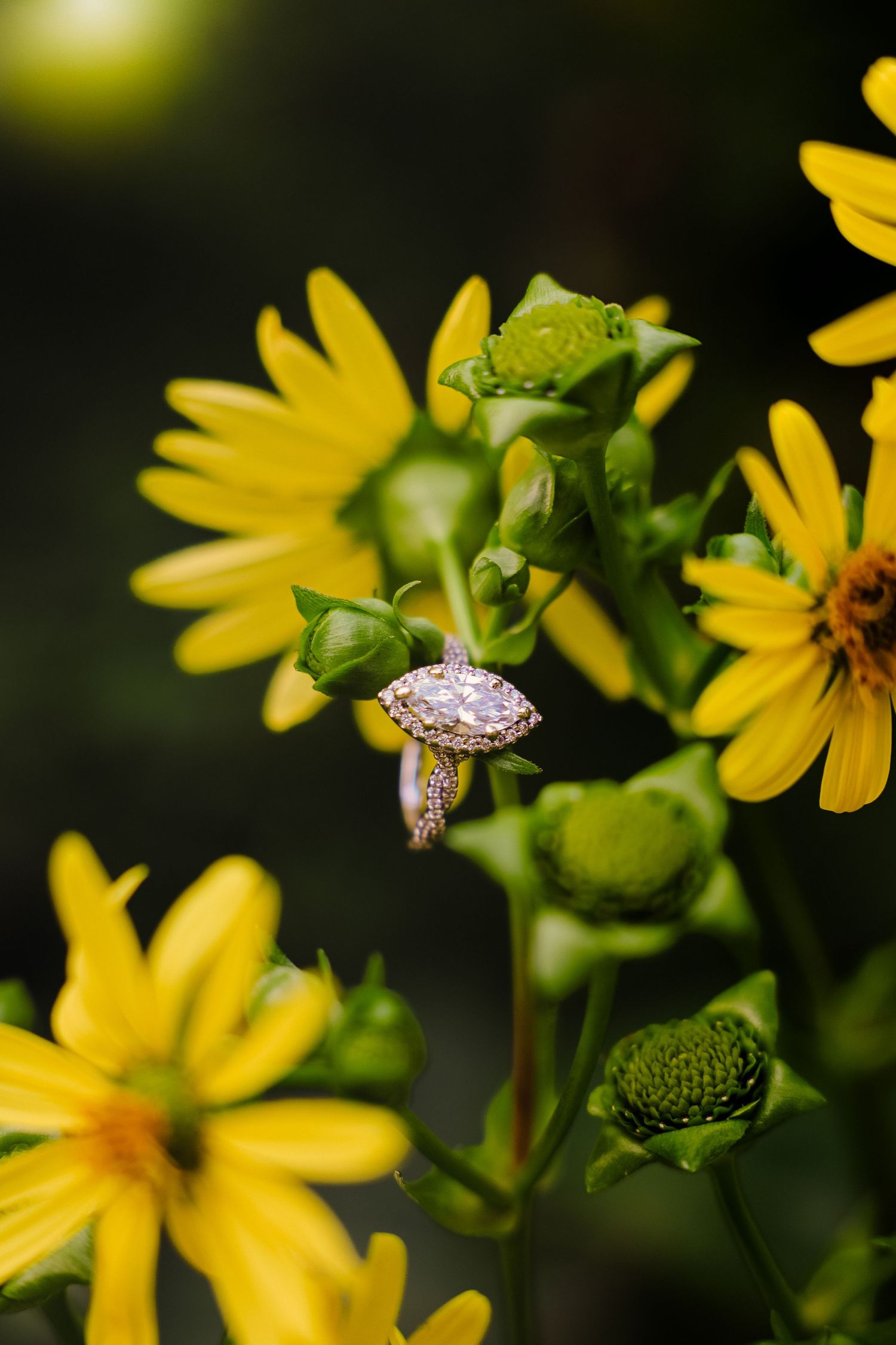 A marquise diamond halo engagement ring nestled among vibrant yellow wildflowers and green buds in a garden setting.