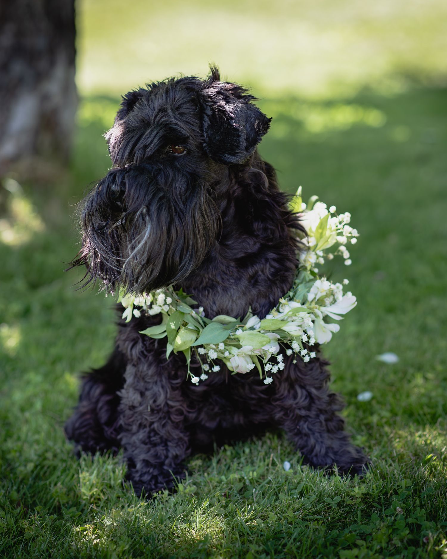 Porträttbild - hund med midsommarkrans