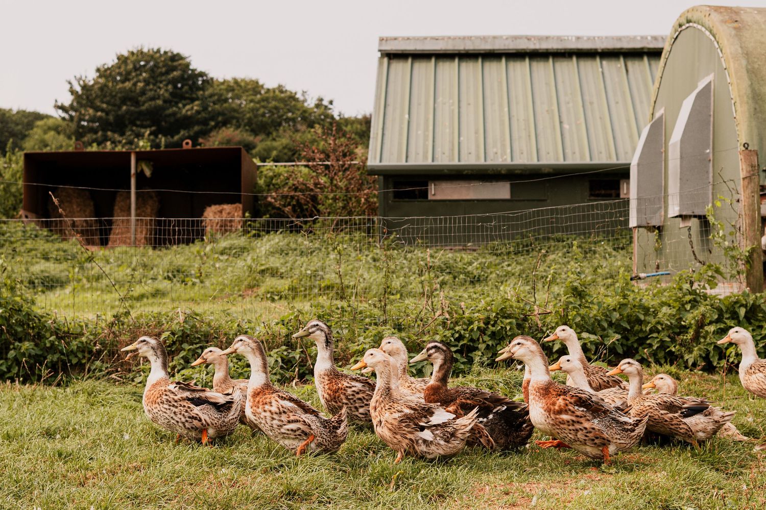 Ducks on a duck farm