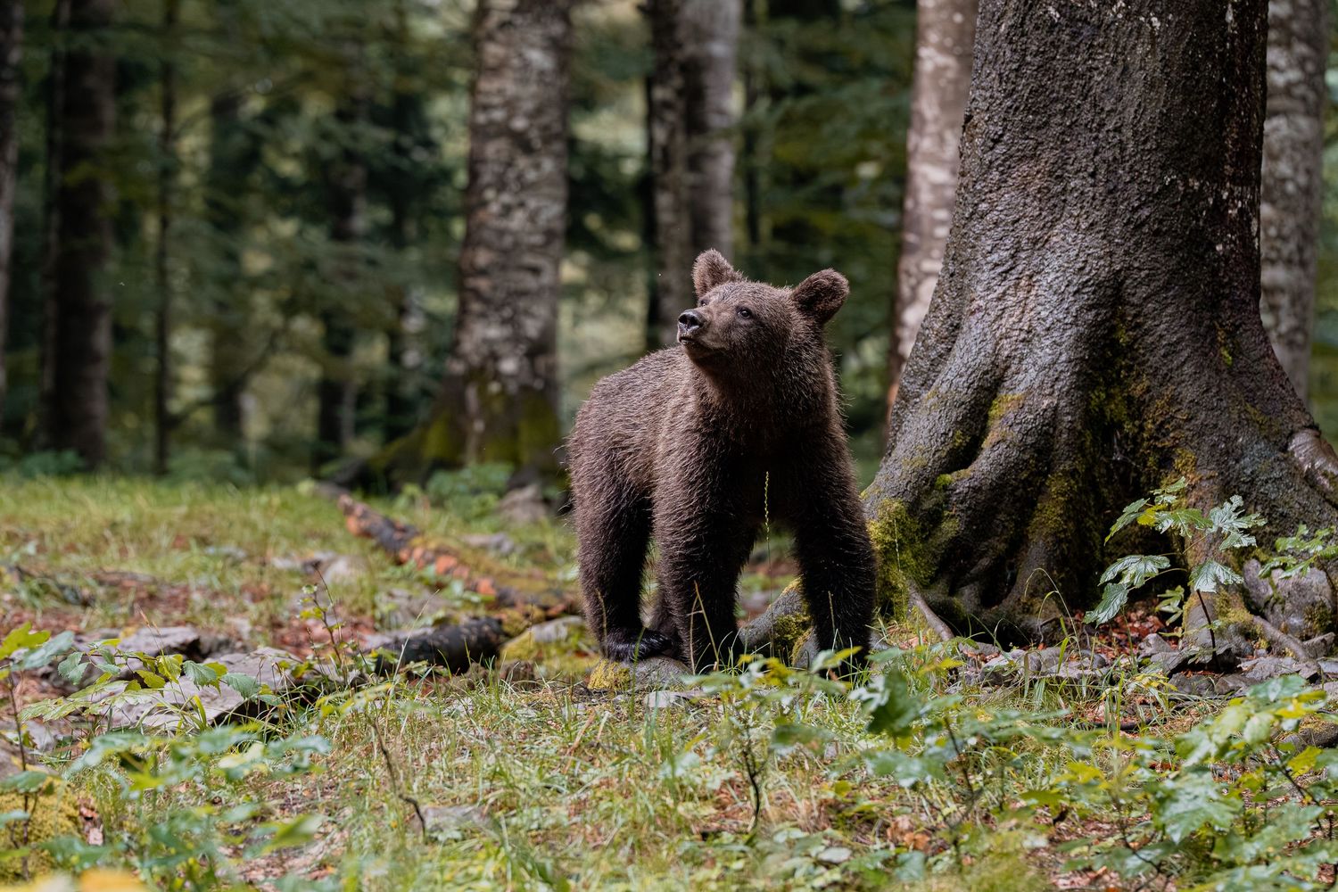 Wildlife photography European brown bear cub in Slovenia