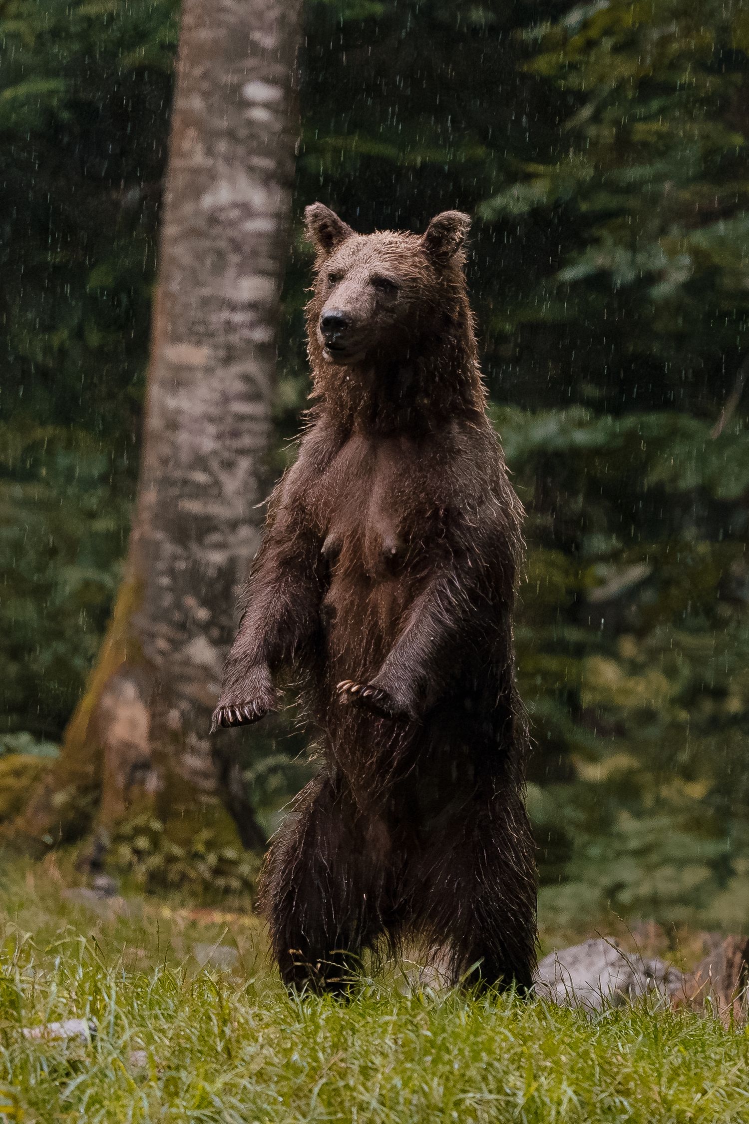 Wildlife photography European brown bear female in Slovenia