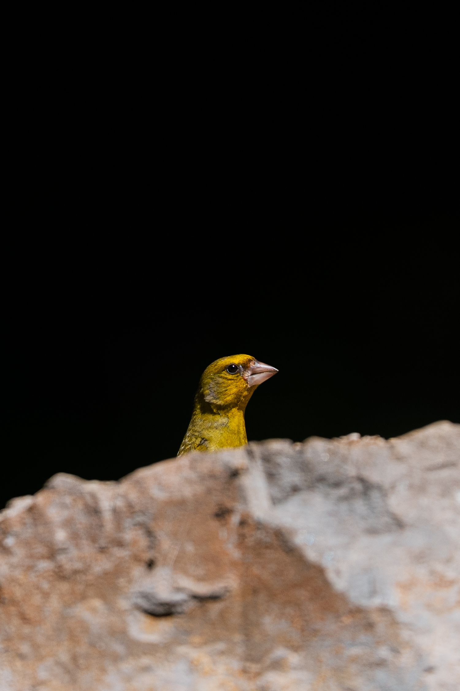 Wildlife photography goldfinch in Slovenia