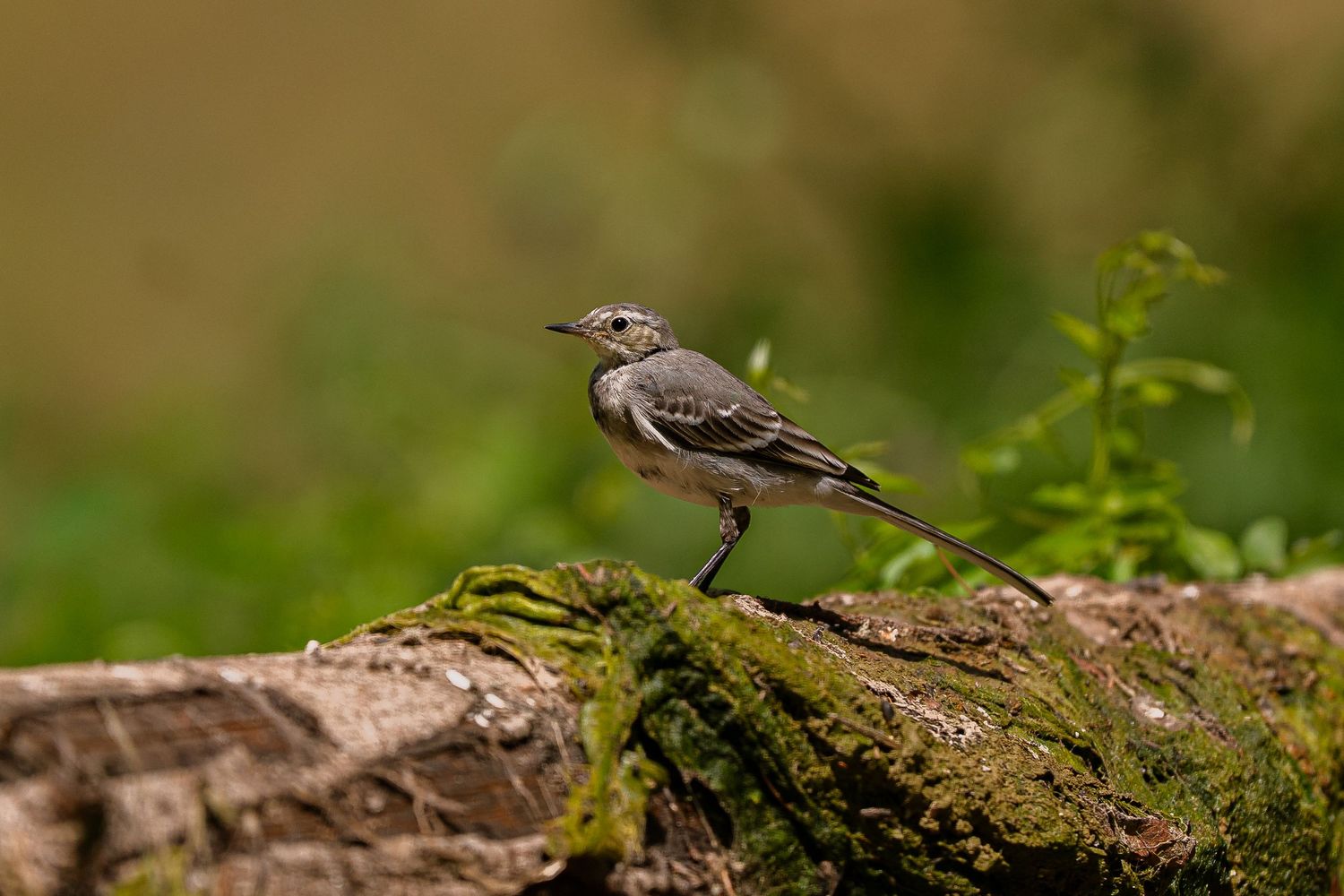 Wildlife photography small bird in Slovenia