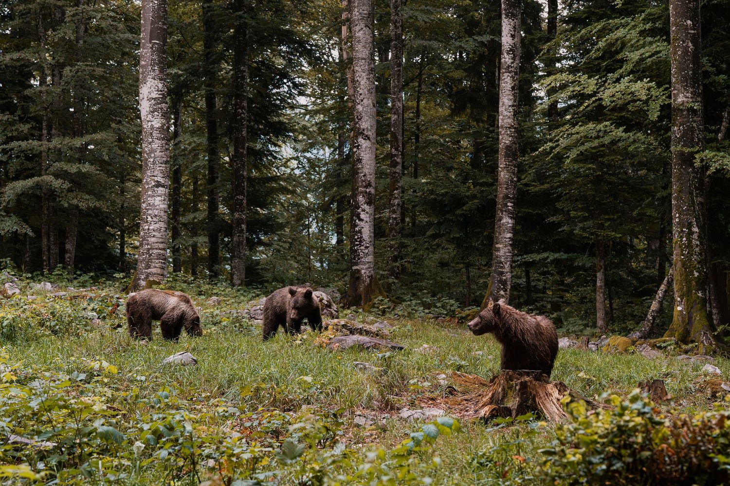 Wildlife photography European brown bear cubs with mother in Slovenia