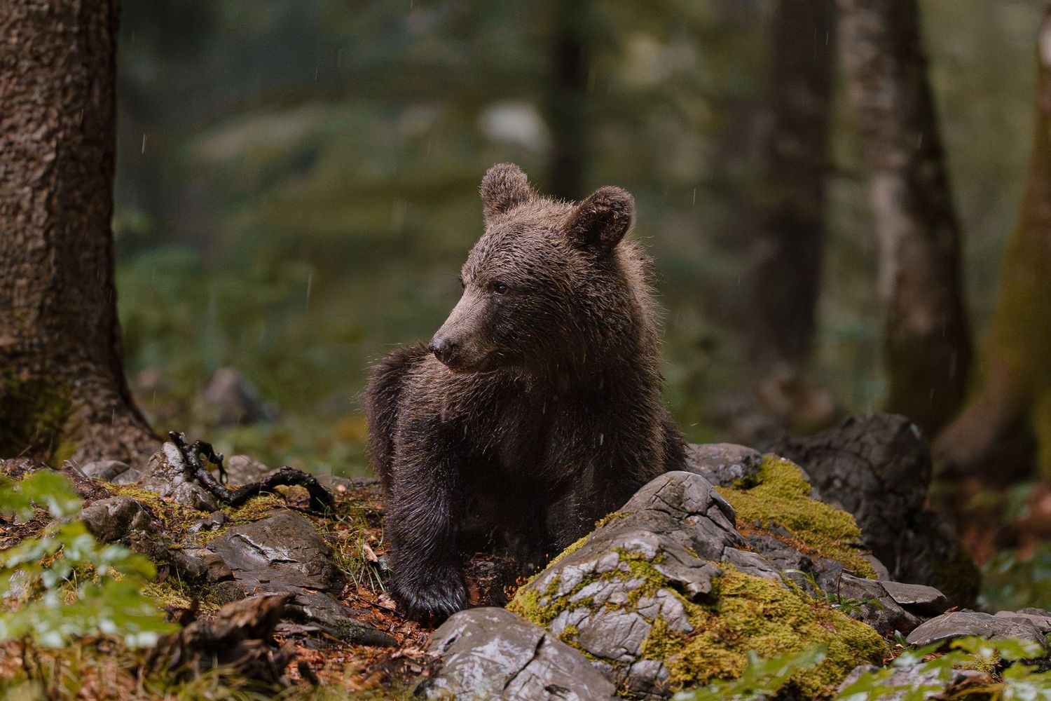 Wildlife photography European brown bear cub in Slovenia