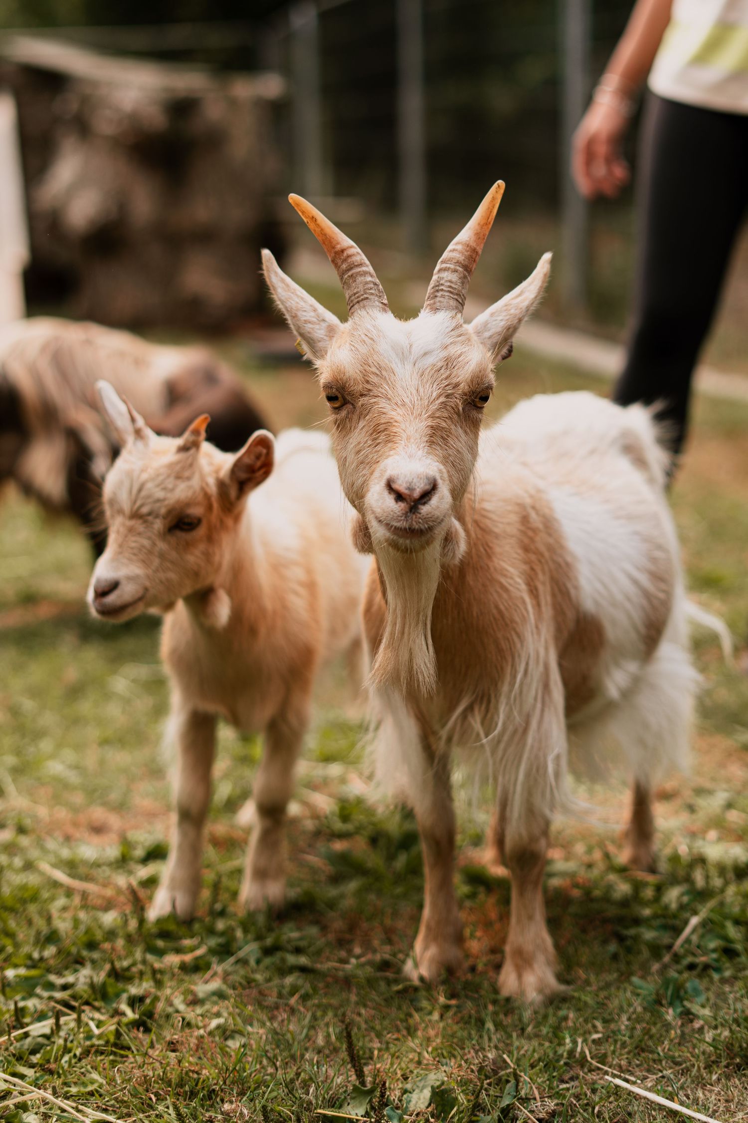 Goat photography