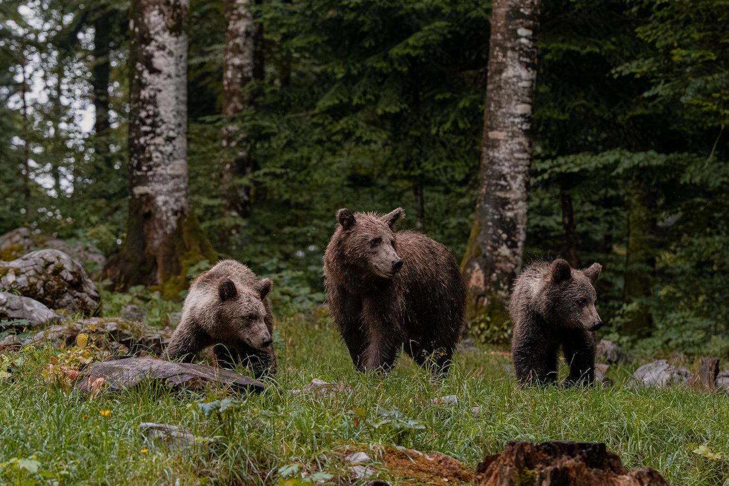 Wildlife photography European brown bear cubs with mother in Slovenia