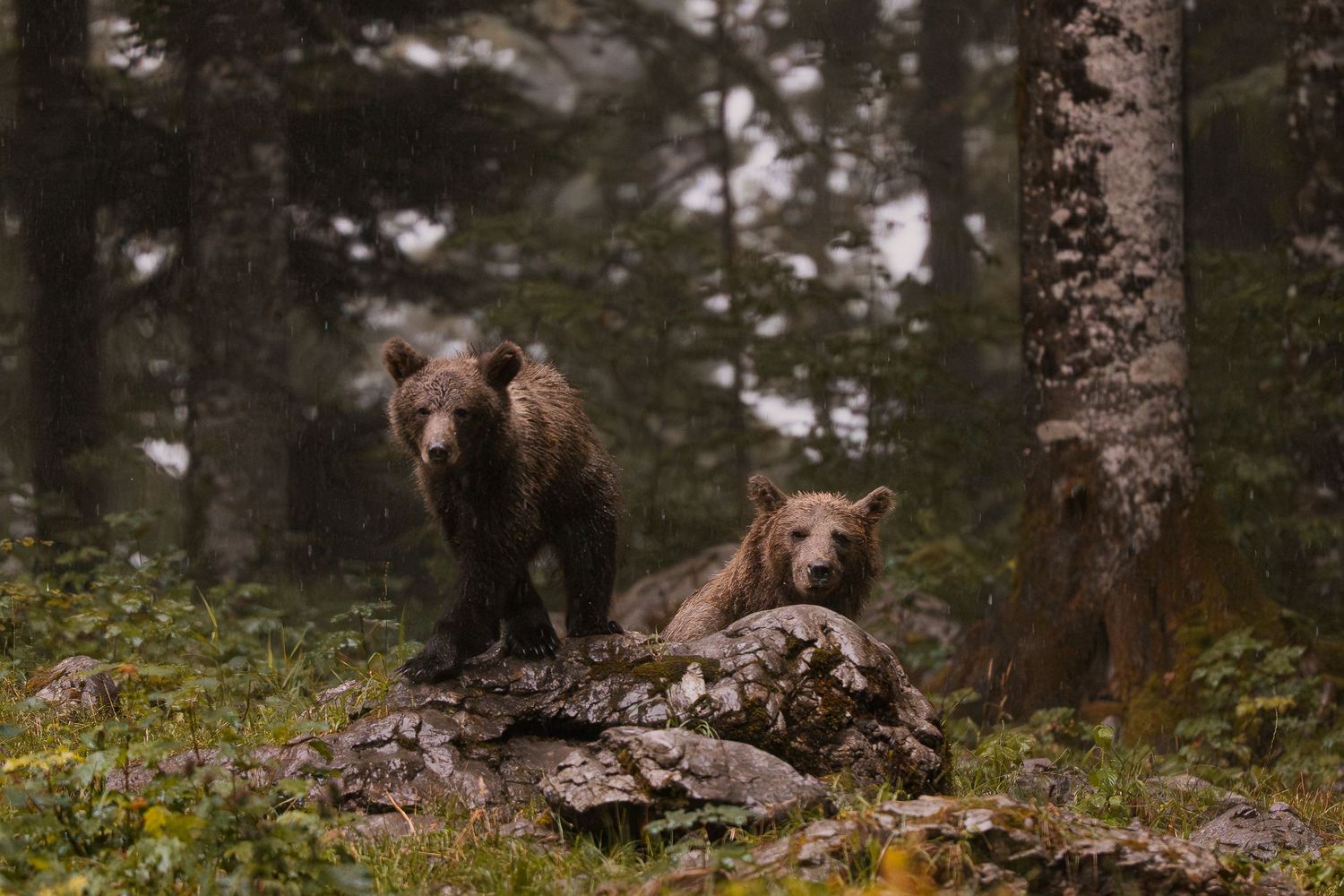 Wildlife photography European brown bear cub with mother in Slovenia