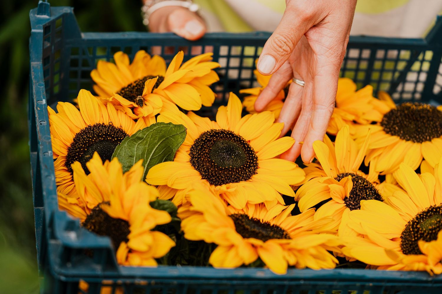 Sunflowers being harvested on an organic farm