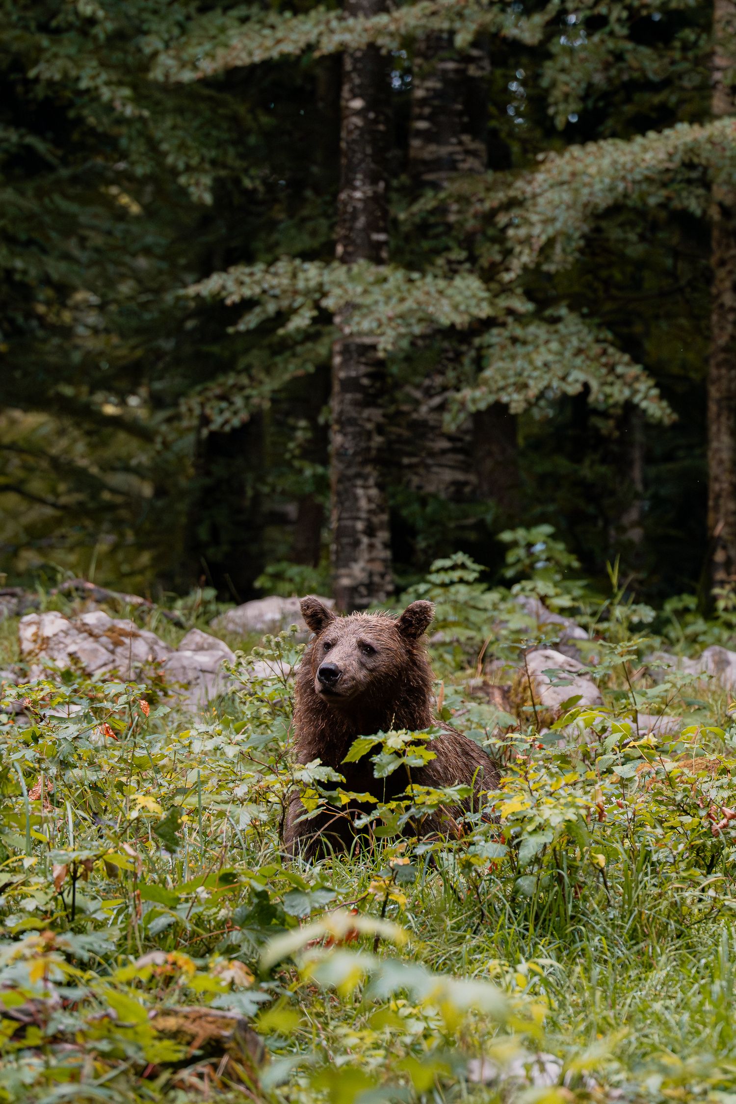 Wildlife photography European brown bear in Slovenia
