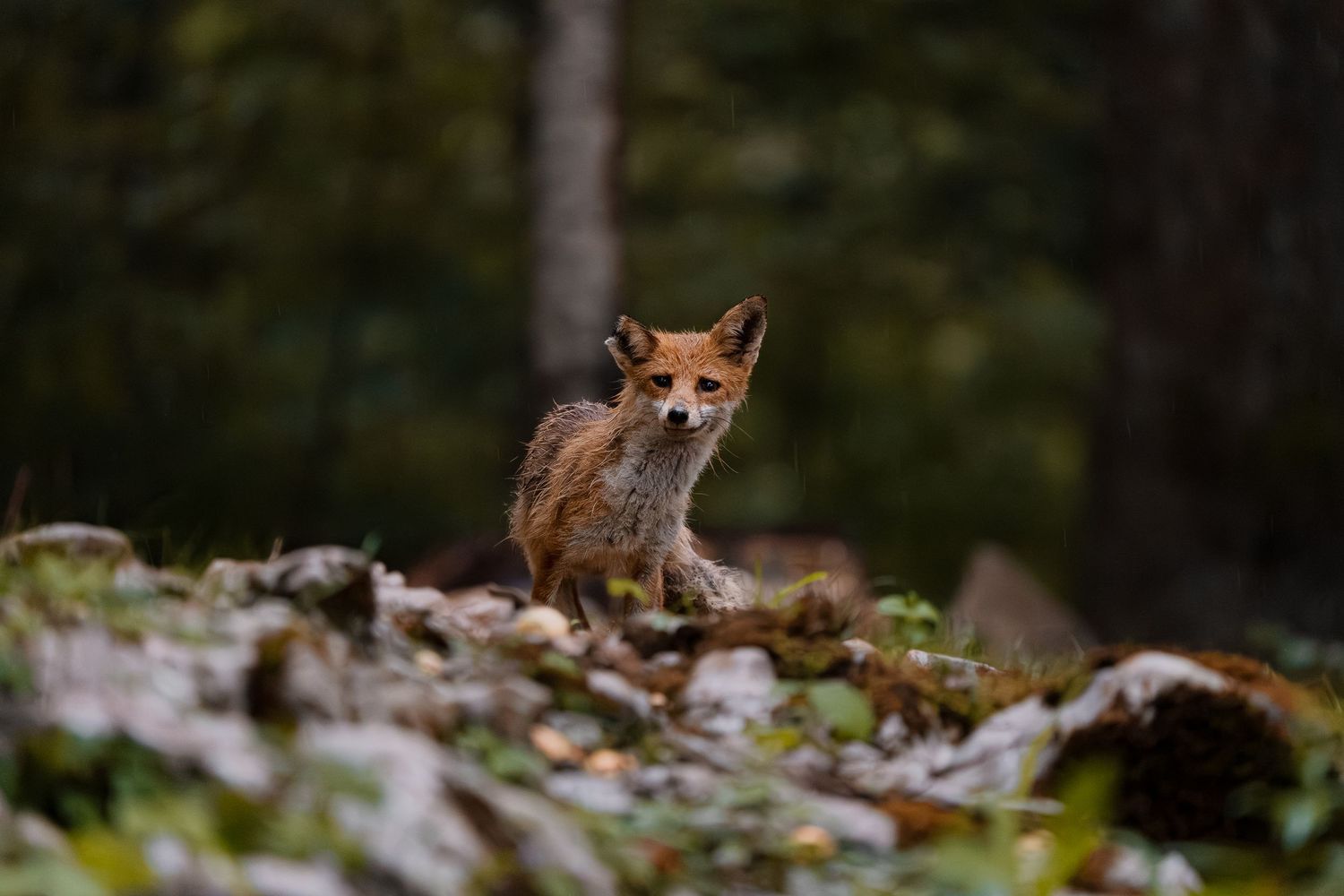 Wildlife photography wild fox in Slovenia