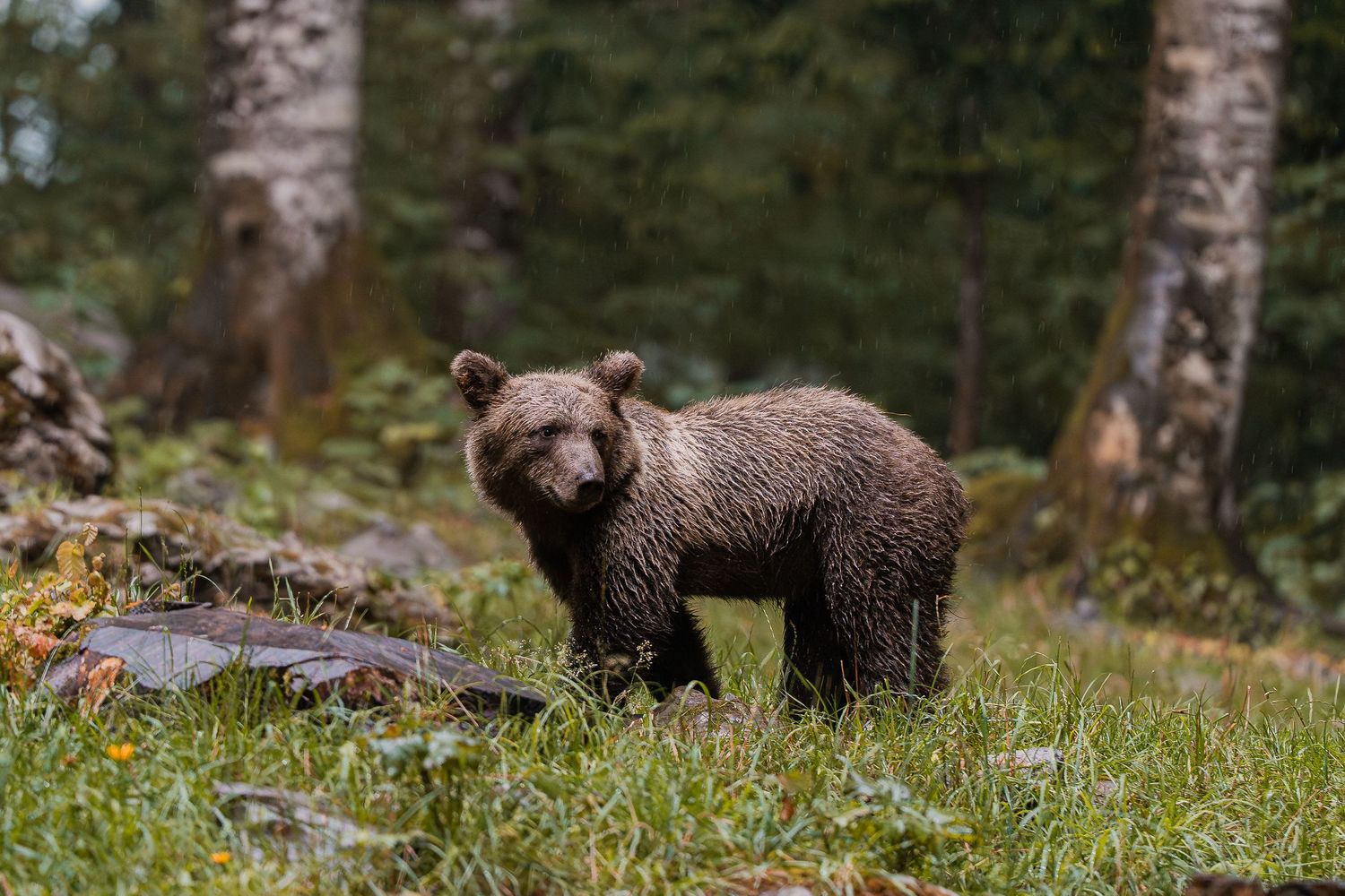 Wildlife photography European brown bear cub in Slovenia