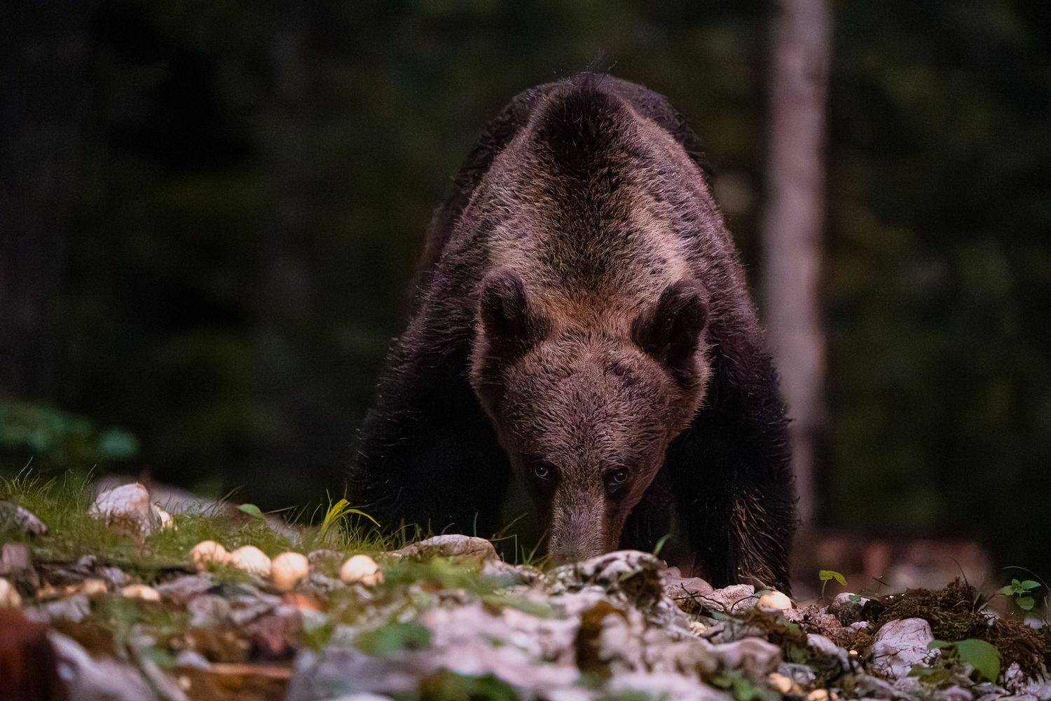 Wildlife photography European brown bear in Slovenia