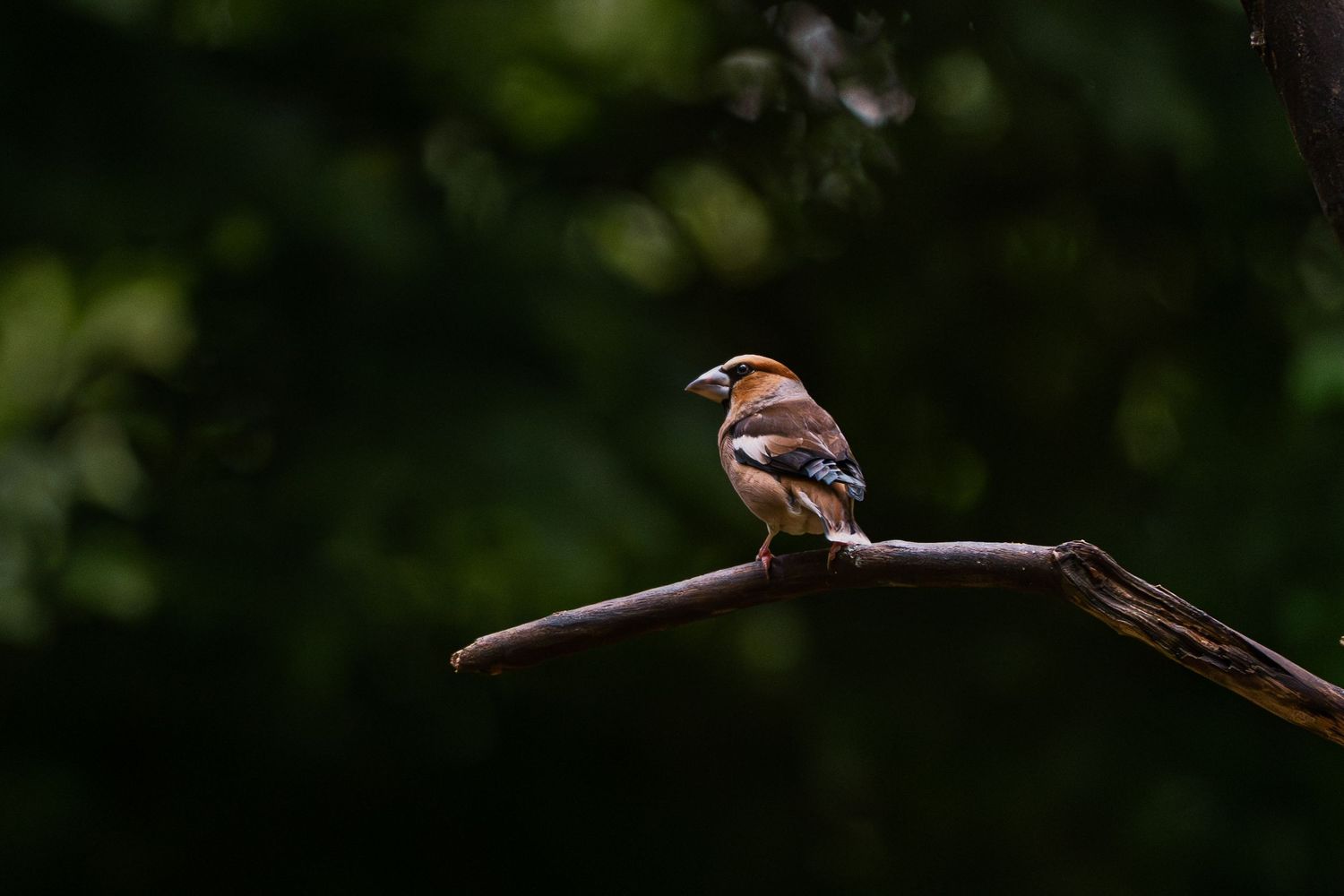 Wildlife photography finch in Slovenia