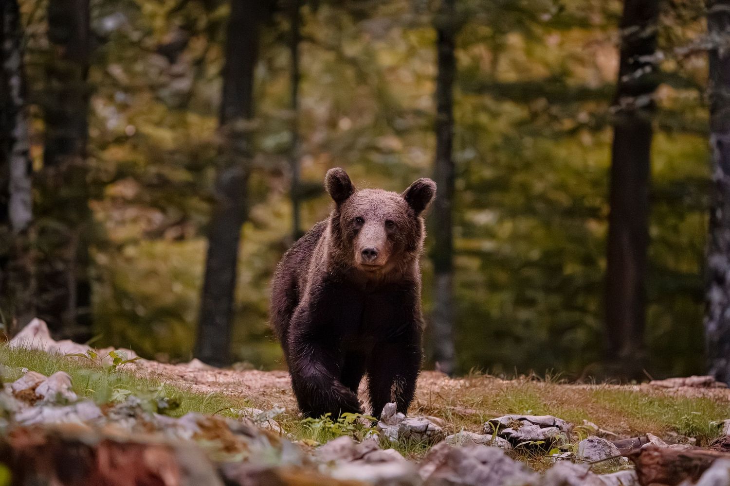 Wildlife photography European brown bear in Slovenia