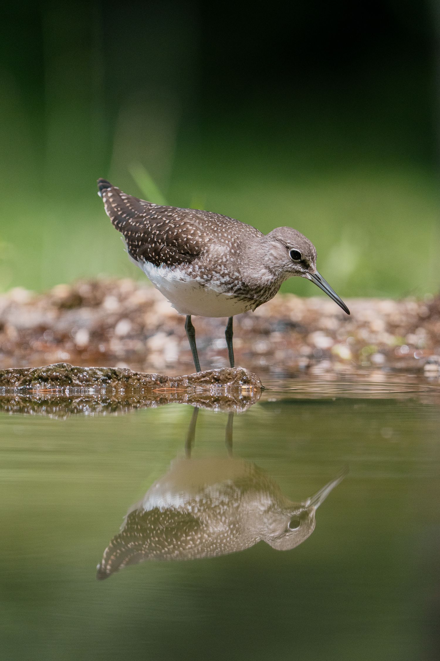 Wildlife photography green legged sandpiper in Slovenia