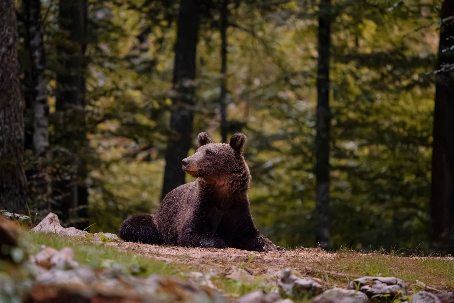 Wildlife photography European brown bear in Slovenia