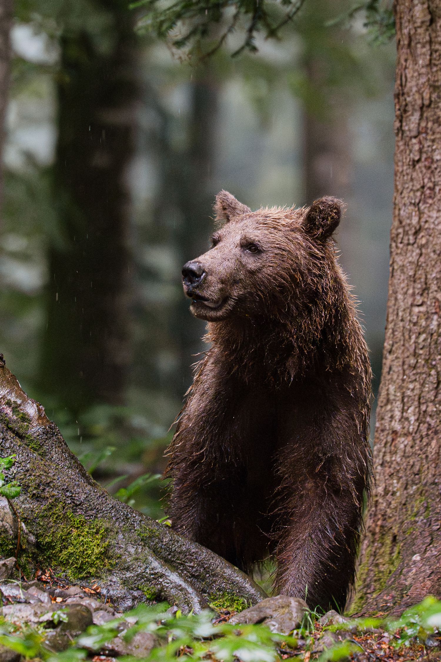 Wildlife photography European brown bear in Slovenia