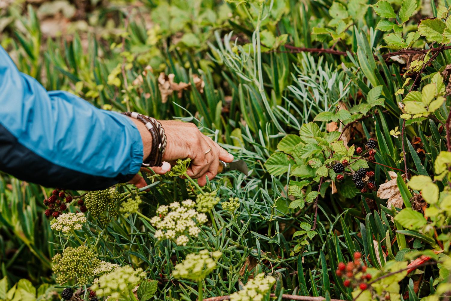Foraging on the Cornish coast