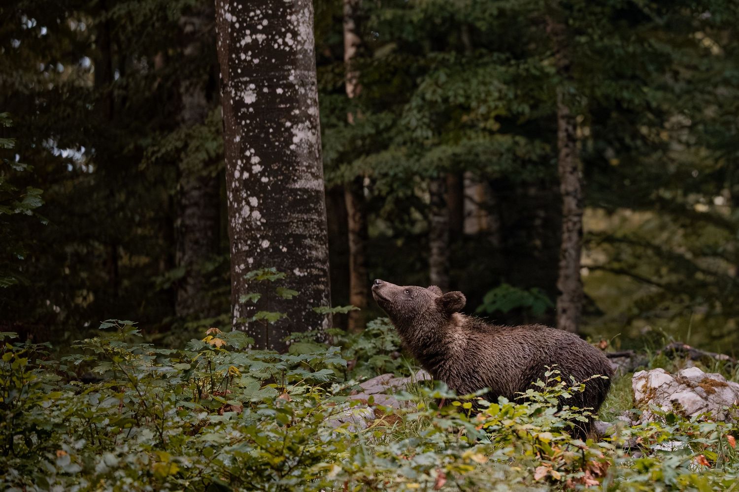 Wildlife photography European brown bear cub in Slovenia