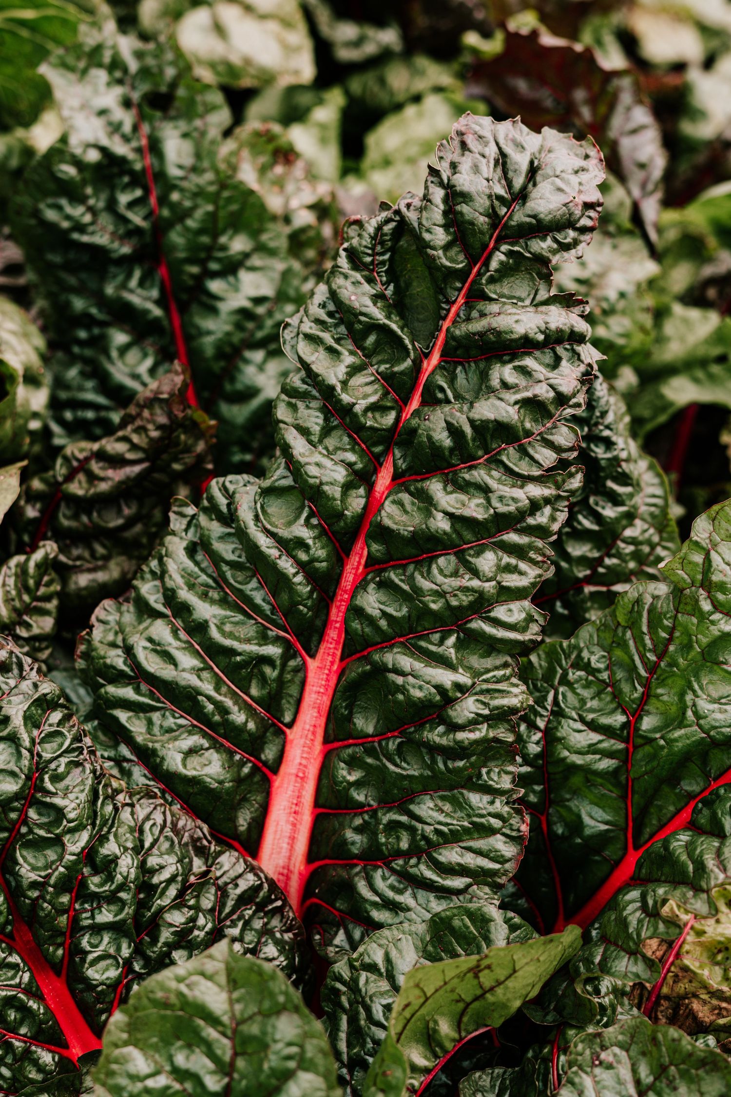 Macro food photography of a chard leaf growing on an organic farm.