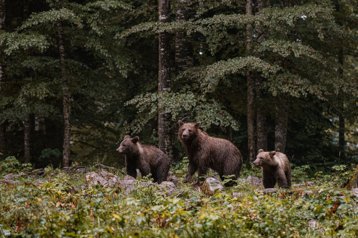 Wildlife photography European brown bear cubs with mother in Slovenia