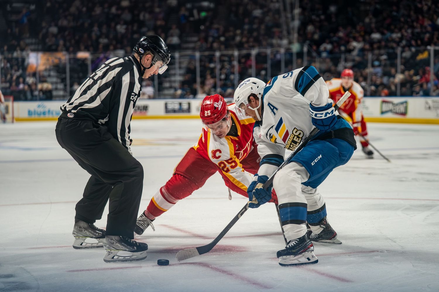 COLORADO EAGLES PORTRAIT TAKEN BY SARAH MICHELLE CREATIVE