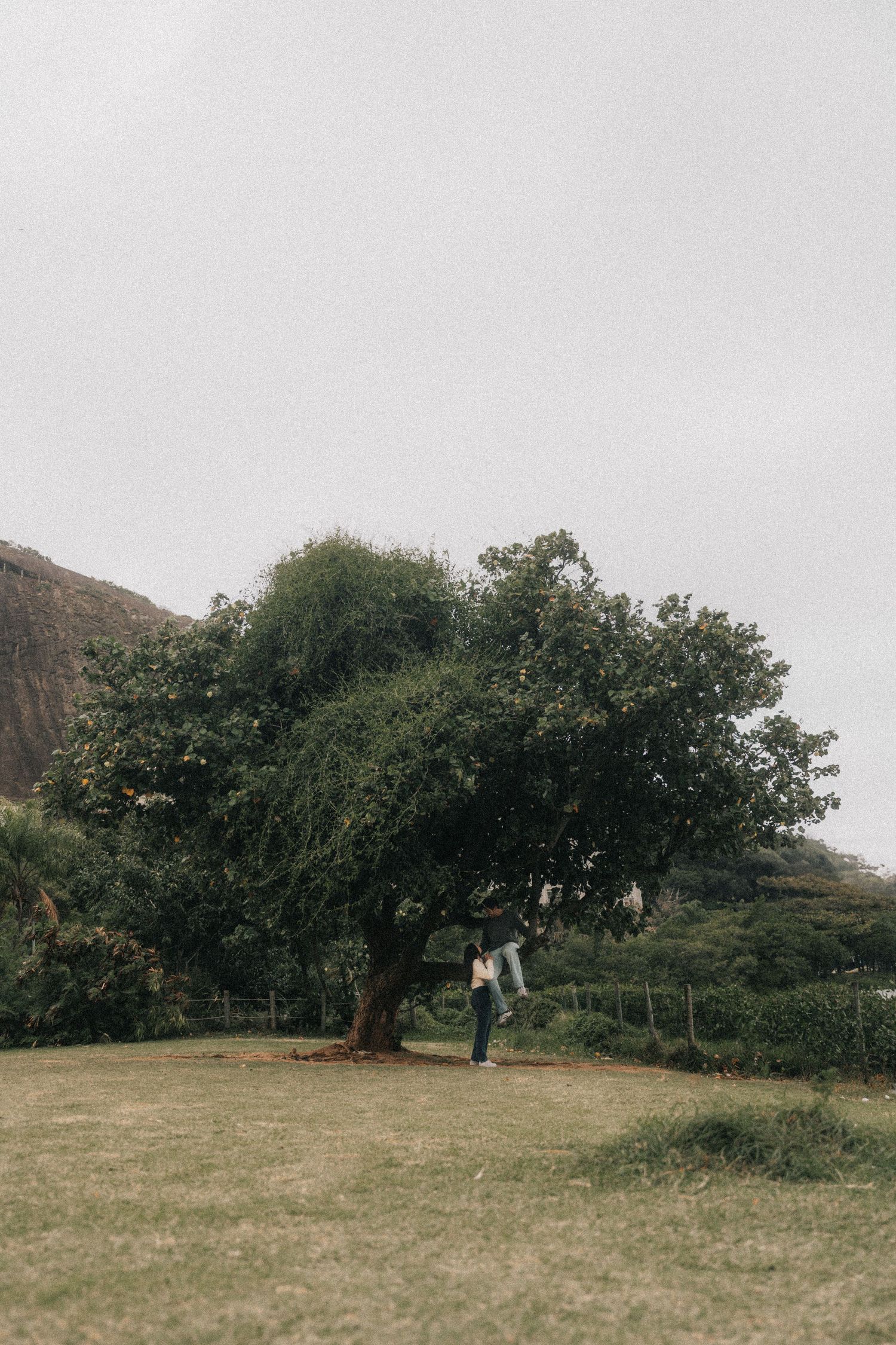 Panoramic view of lush meadow with scattered oak trees against an overcast sky creates a serene natural landscape.
