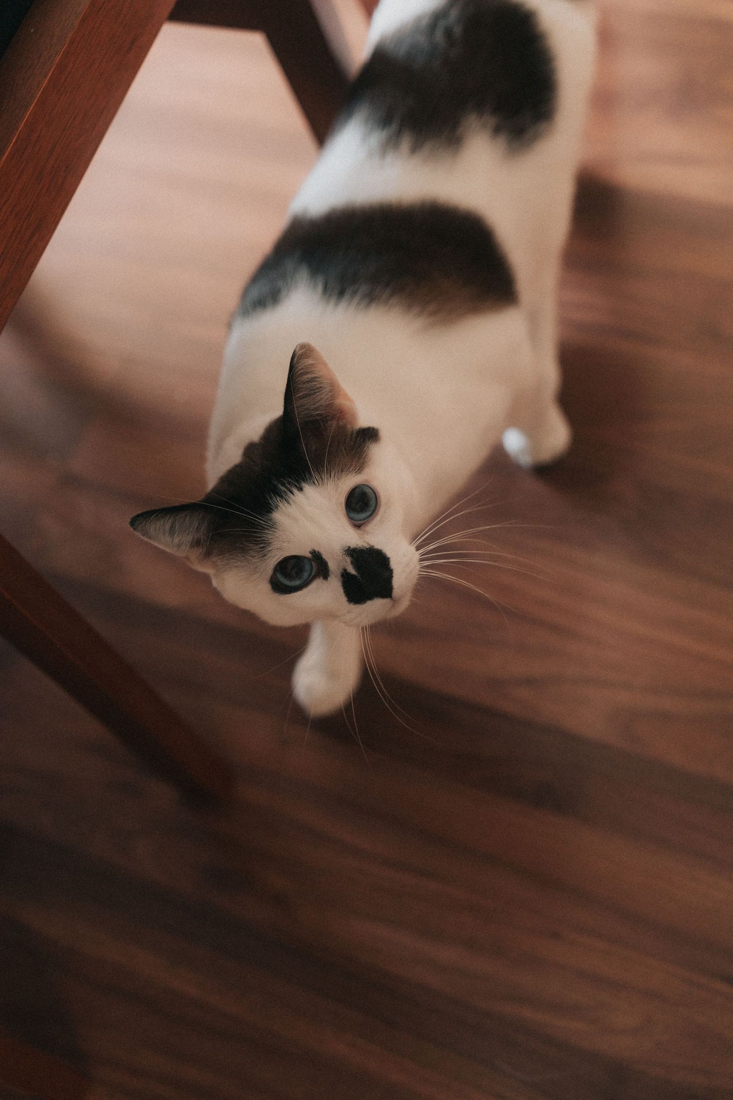 Close-up view of a black and white cat with striking dark eyes peering from above against a dark wooden floor.