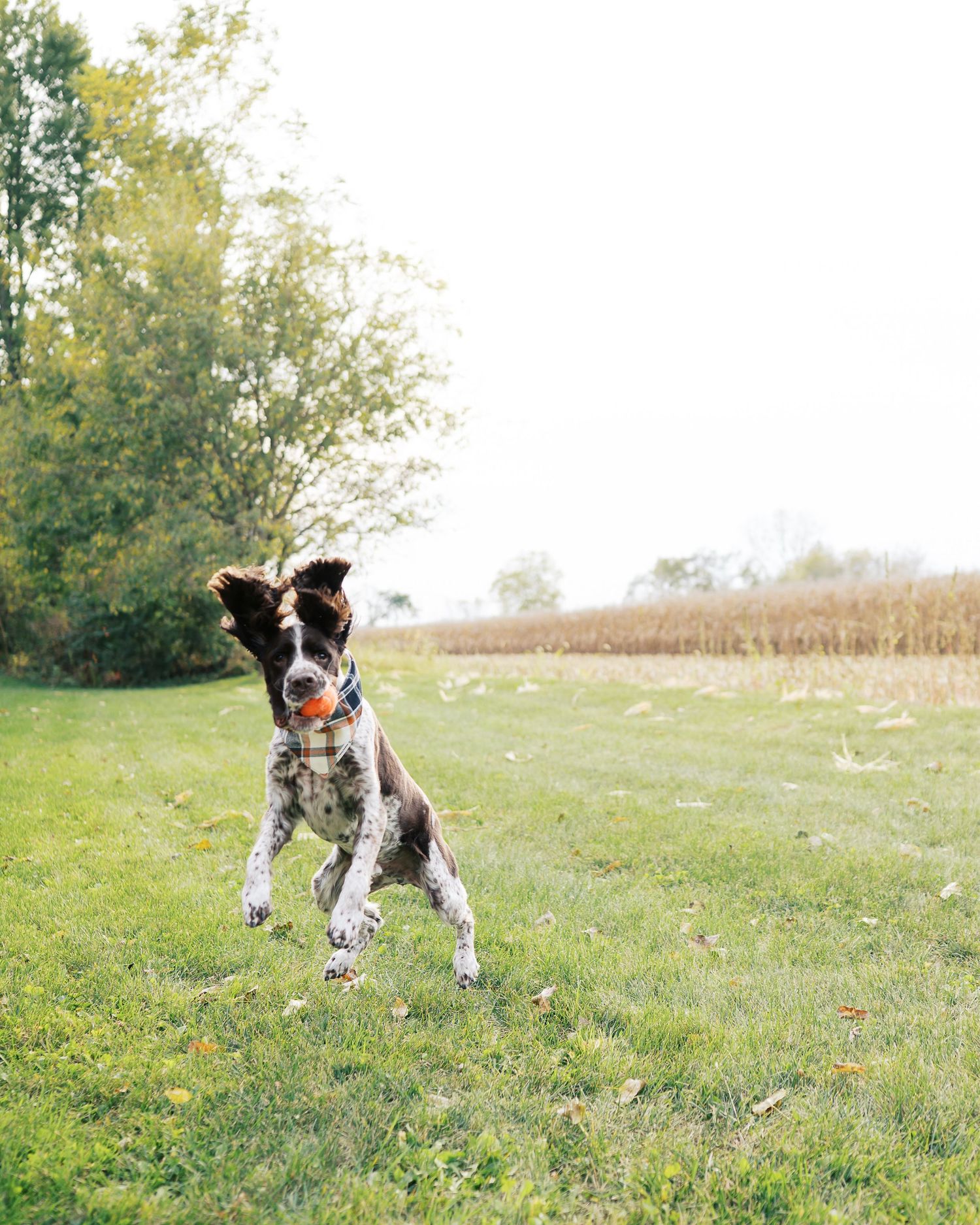 An energetic spotted dog leaps playfully in a grassy field with autumn trees in the background.