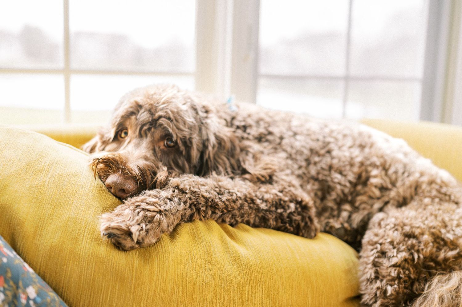 A small furry dog rests peacefully on a yellow couch in natural sunlight.