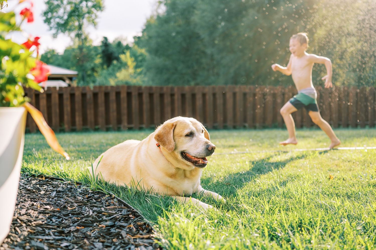 A yellow Labrador relaxes in the yard while summer play continues in the background.