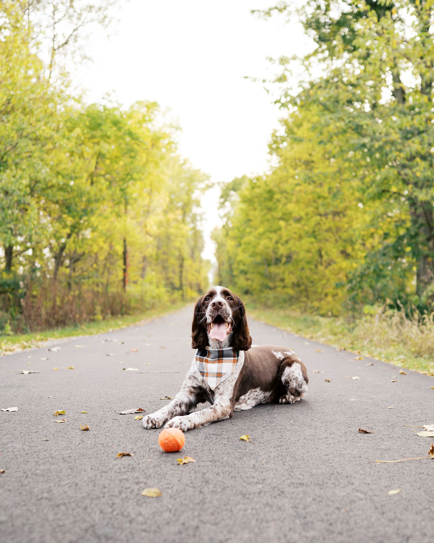 A brown and white spotted dog lies on a leaf-covered path surrounded by autumn trees.
