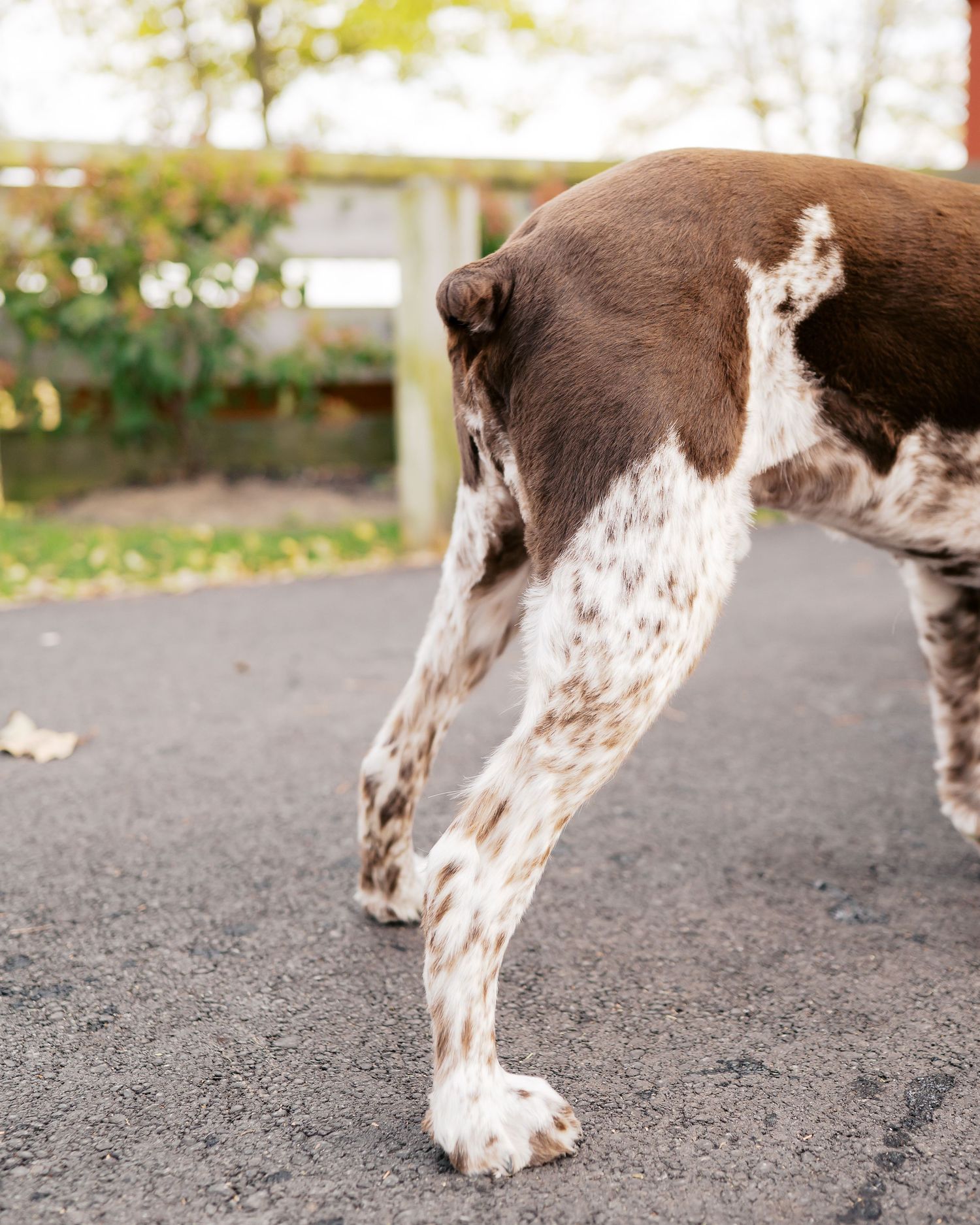 Close-up view of a brown and white spotted dog's legs walking on an asphalt path.