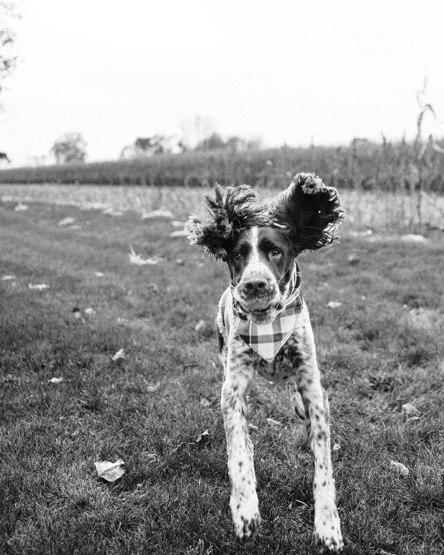A black and white photo series shows a spotted dog in different playful poses on grassy terrain.