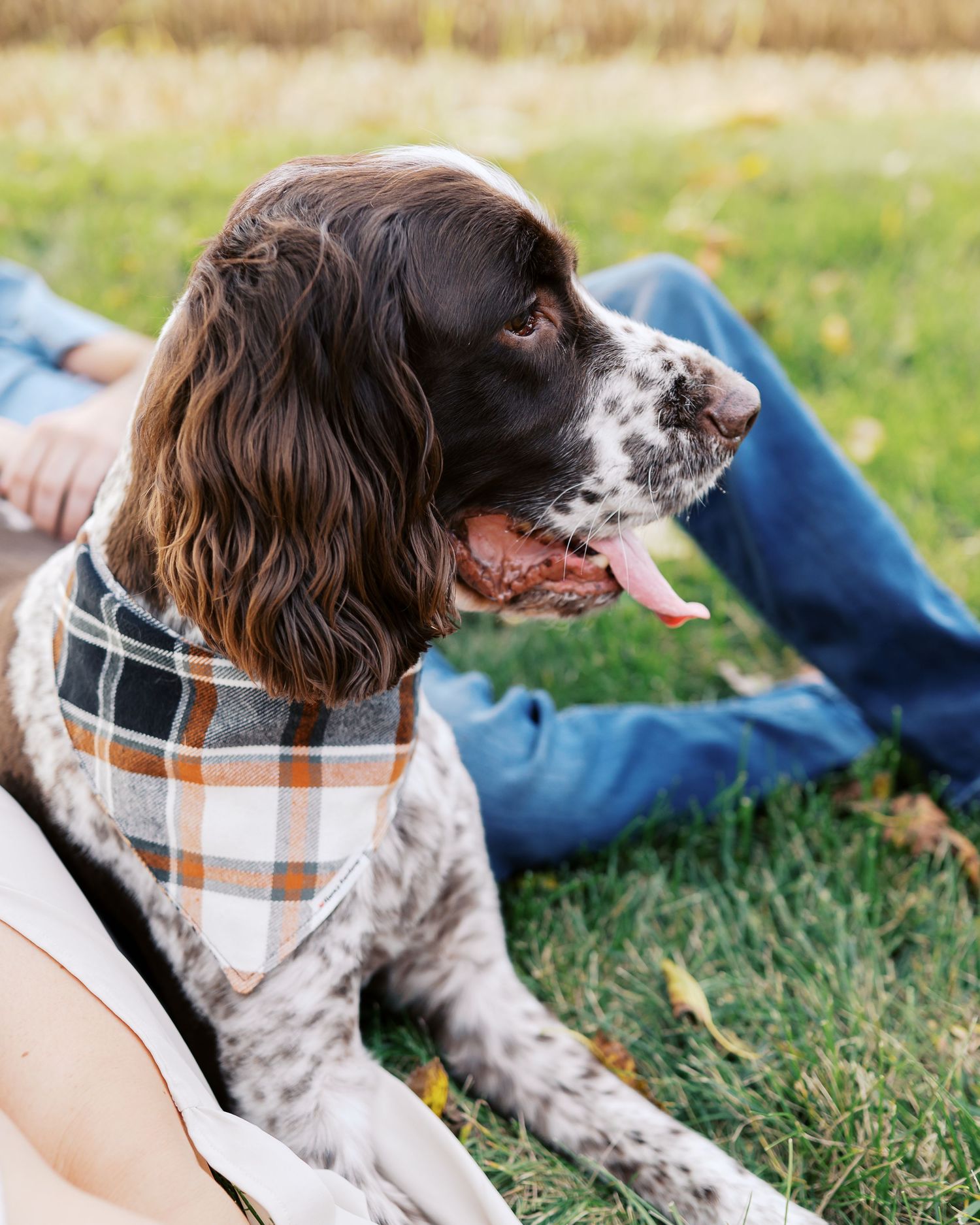 A happy English Springer Spaniel dog wearing a plaid collar relaxes in the grass.