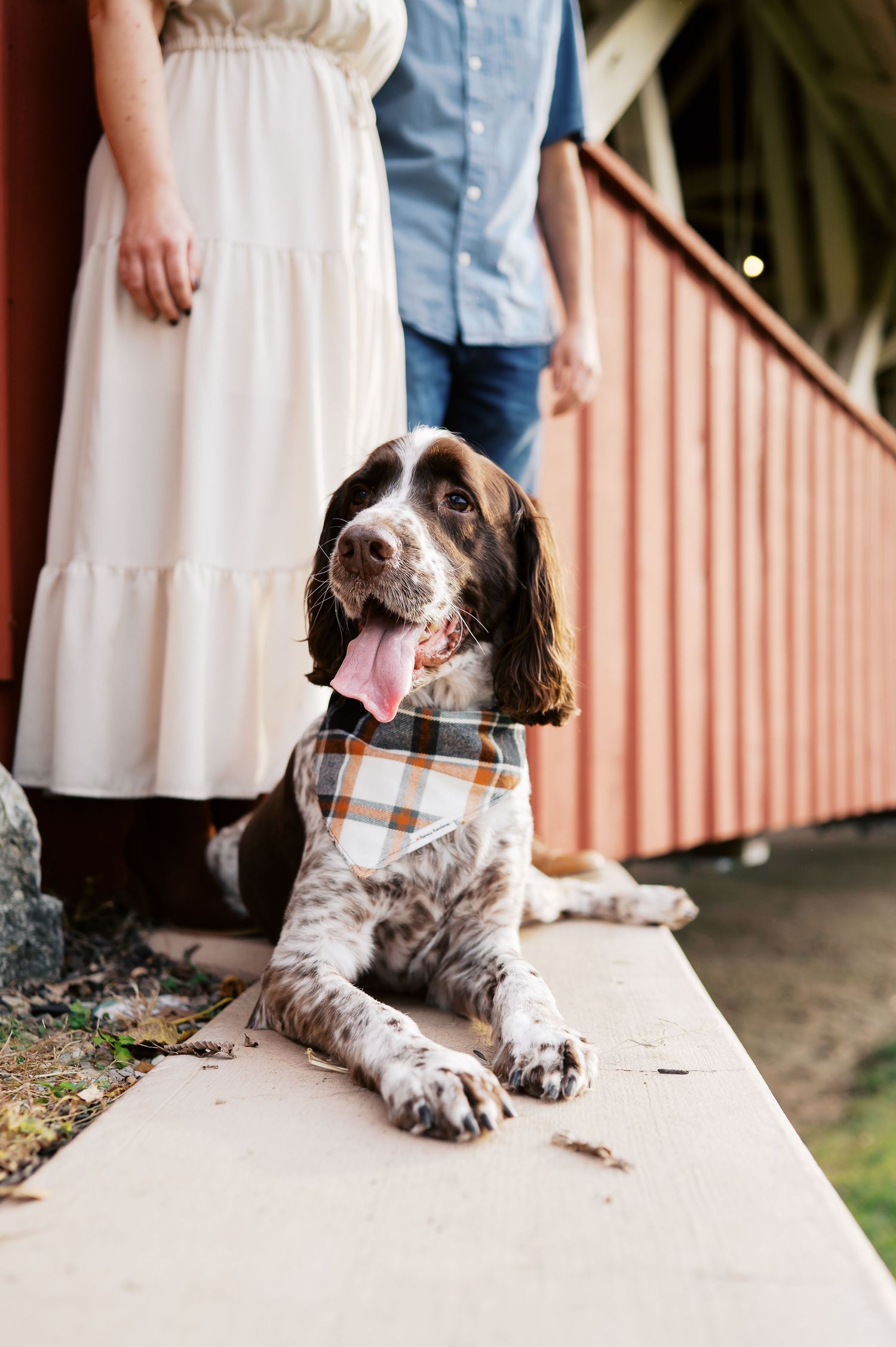 A happy English Springer Spaniel wearing a plaid bandana lies on a porch with people standing in the background.