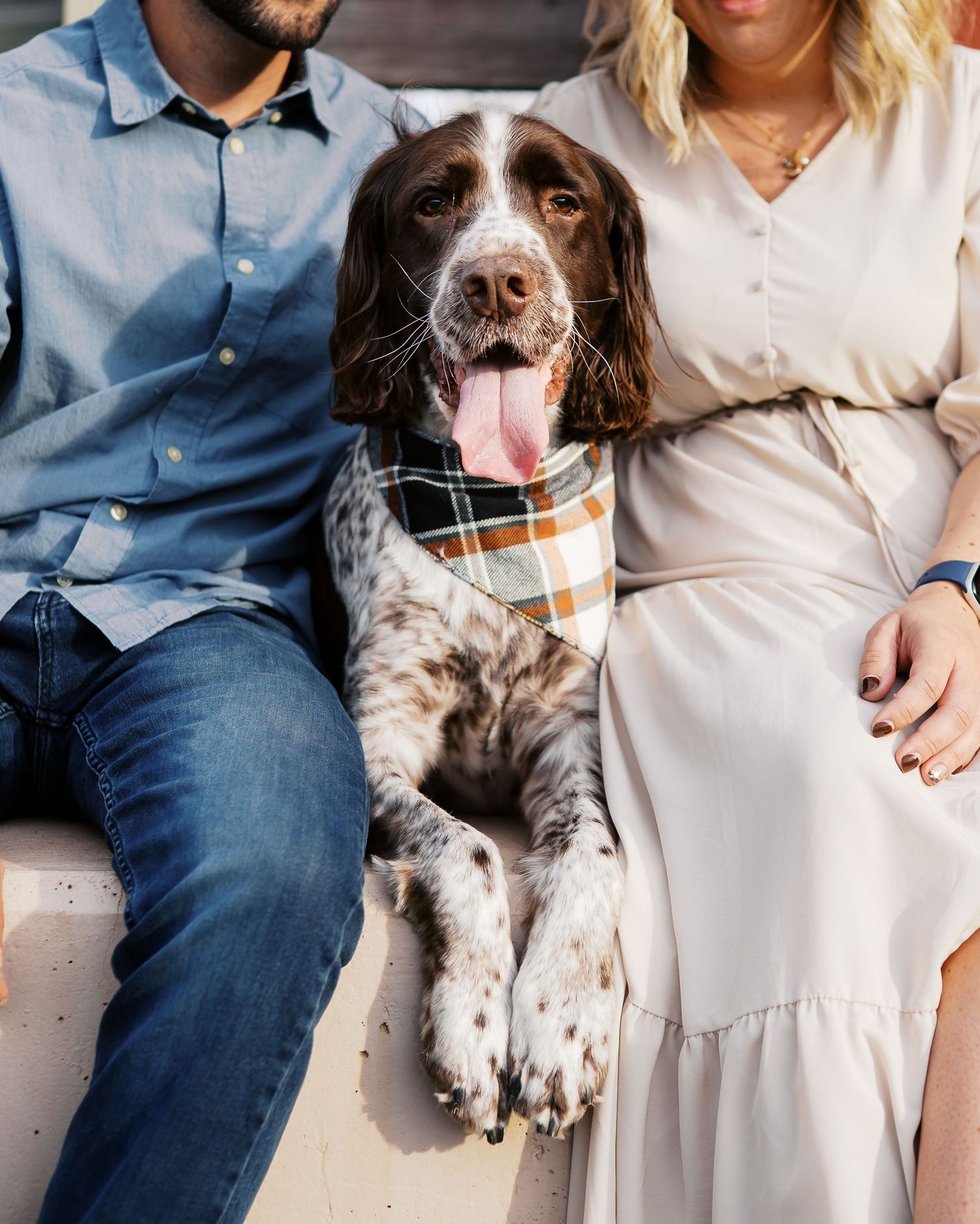 A couple sits on a couch with their Springer Spaniel dog in a series of intimate family portraits.