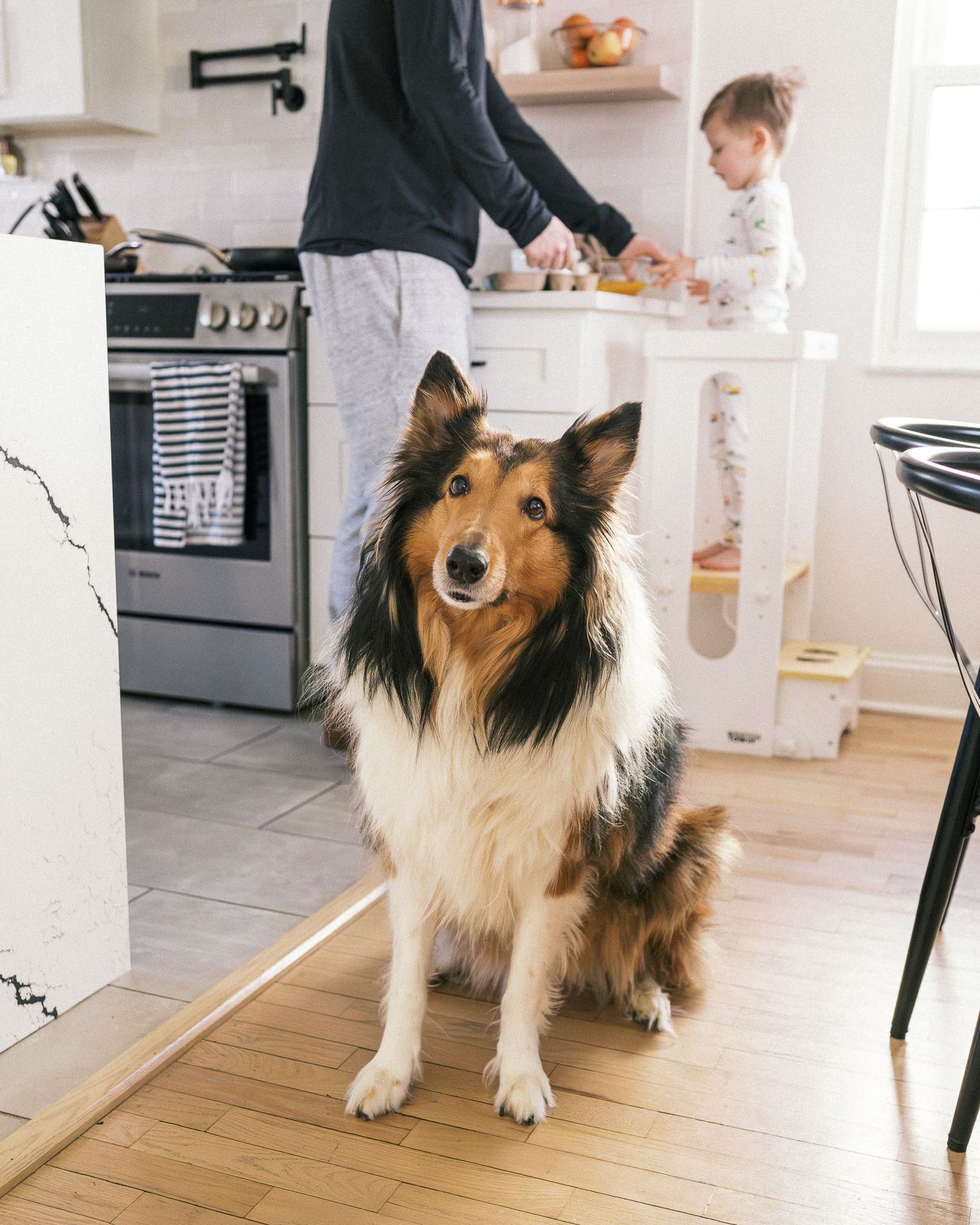 A Sheltie dog standing on hardwood floors in a bright white kitchen.