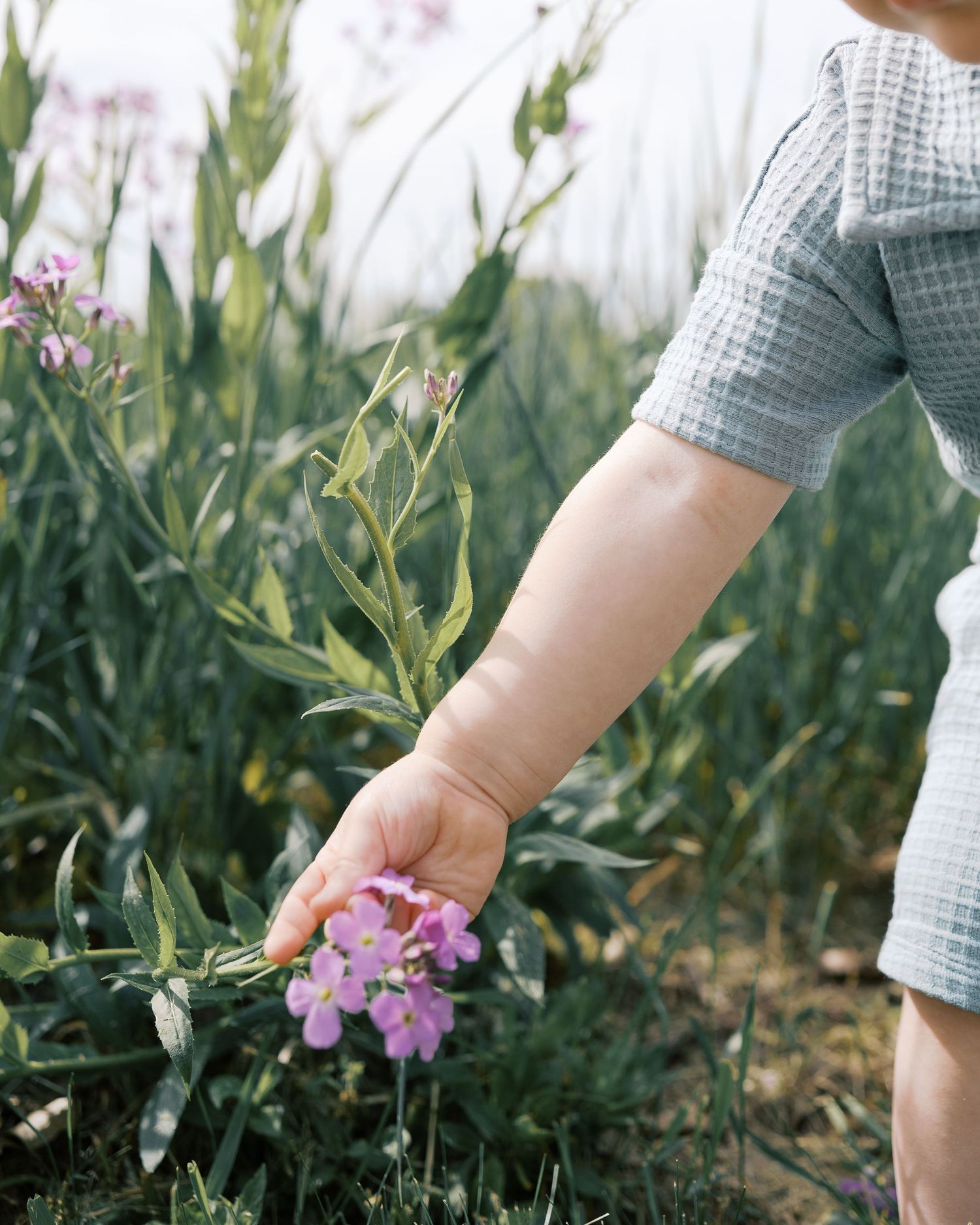 Close-up of small hands reaching to touch purple wildflowers in green grass.
