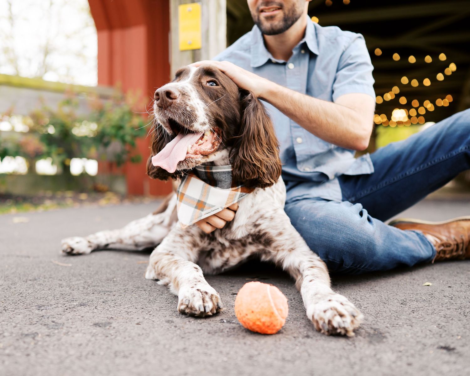 A dog with brown and white spotted fur plays with a small orange pumpkin toy on a concrete surface.
