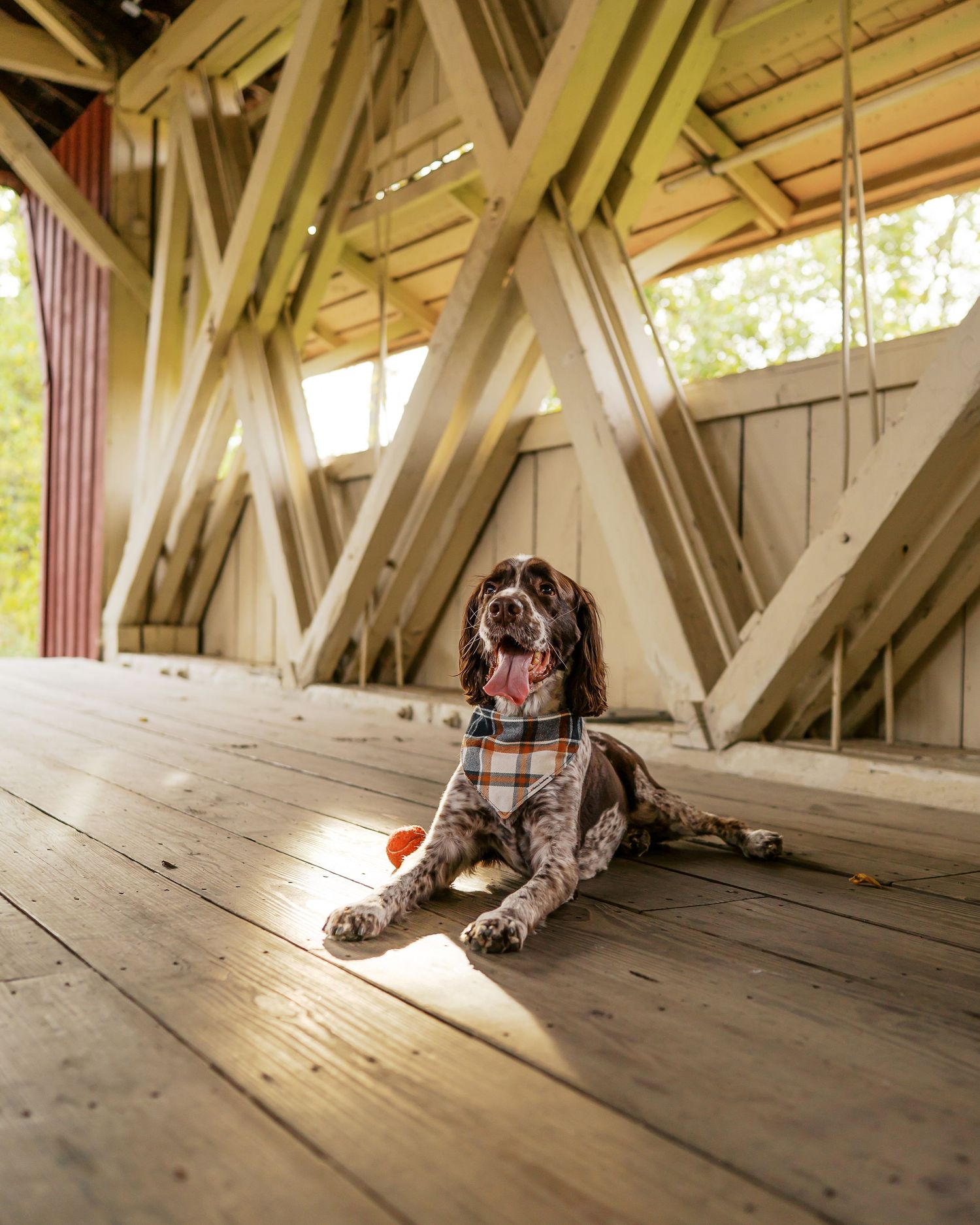 A spotted dog rests on wooden planks inside a rustic covered bridge with sunlight streaming through.