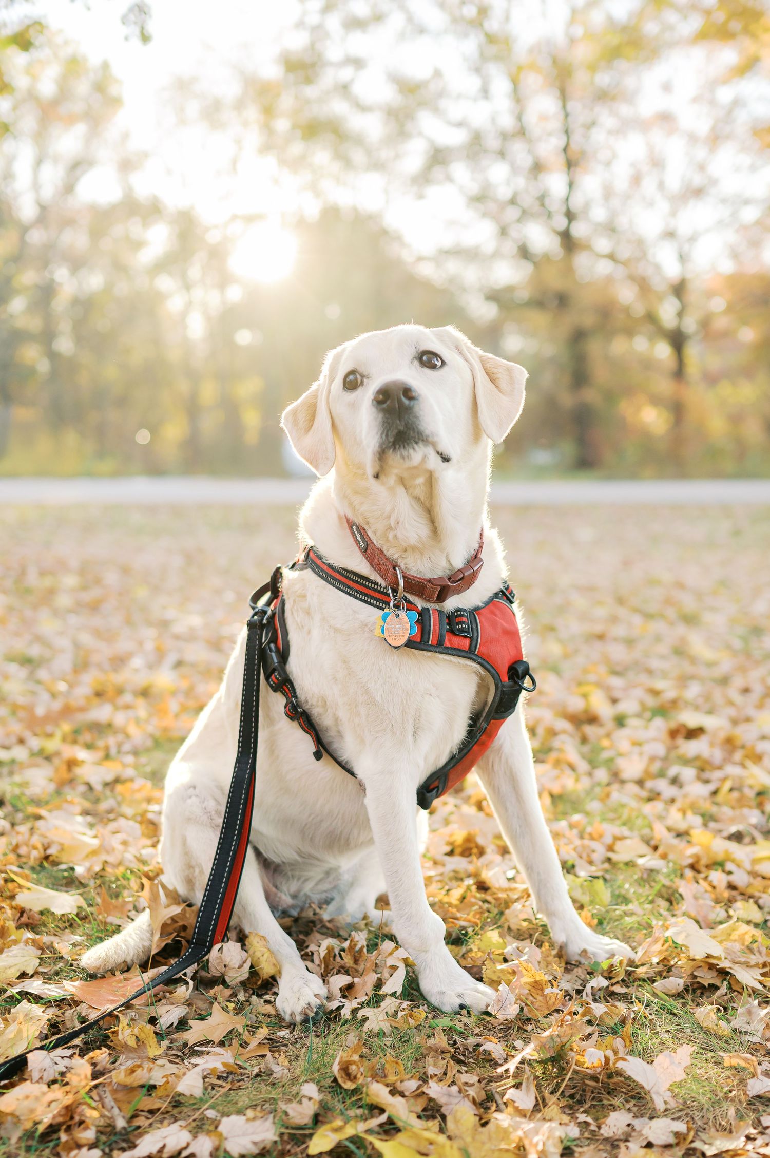 White Labrador dog wearing red harness sitting among fallen autumn leaves.