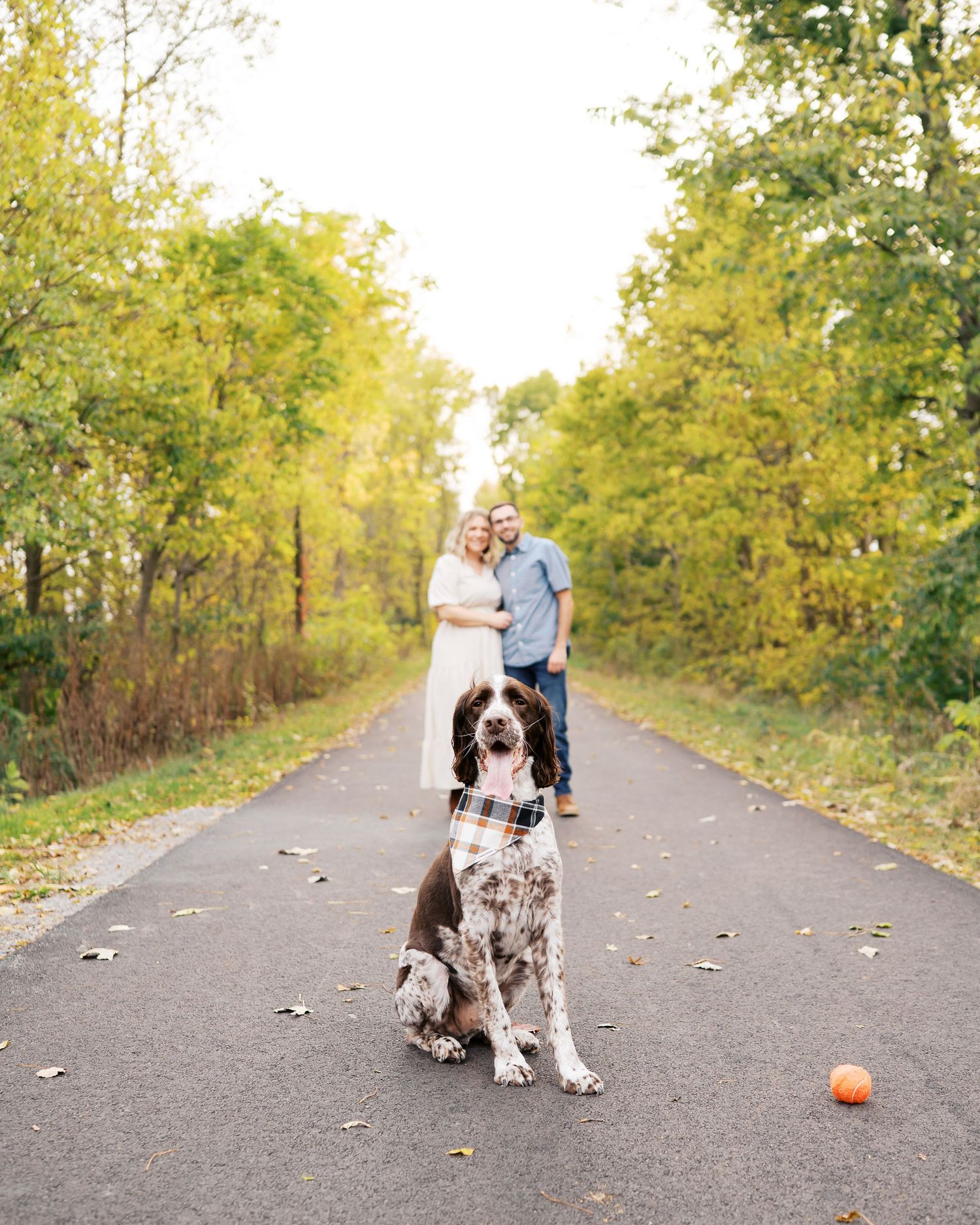 A spotted dog sits attentively on a fall path with a orange ball nearby.